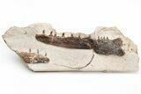 Fossil Mosasaur (Tethysaurus) Jaws - Asfla, Morocco #215145-1